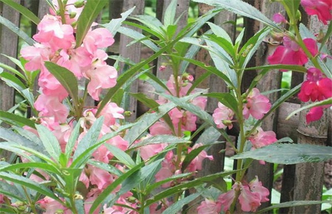 盛花