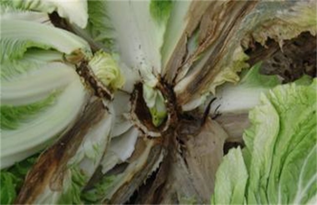 白菜软腐病的发病症状及防治方法