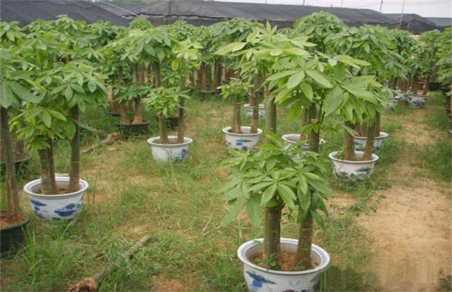 招财树的养殖方法 招财树