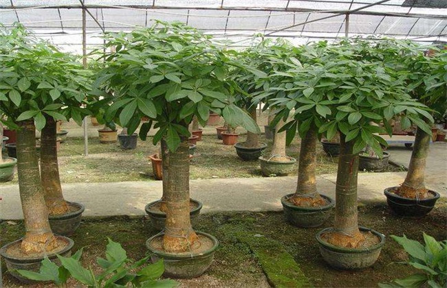 招财树的养殖方法 招财树