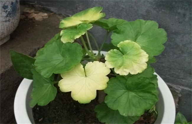 低温