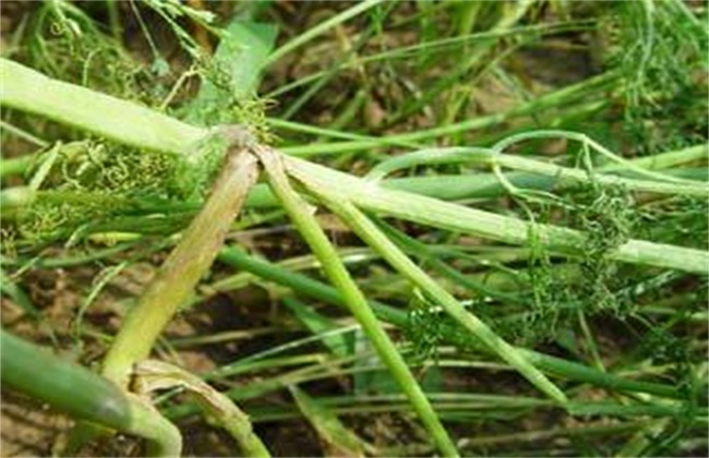 茴香菌核病的防治方法