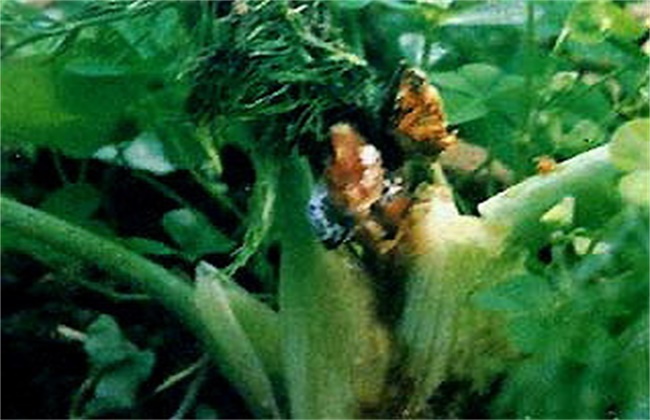 茴香菌核病的防治方法