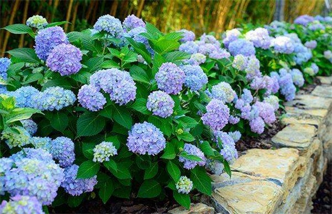 绣球花 养殖方法 注意事项