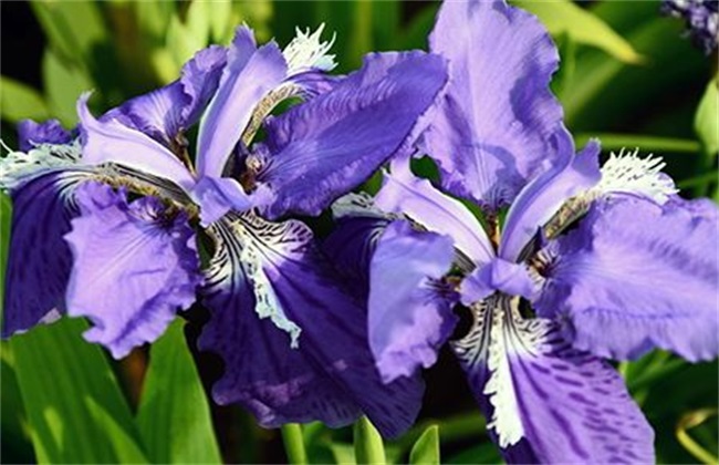 开花