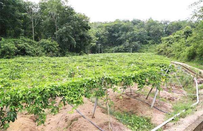 植株