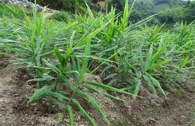 生姜追肥技术 生姜施肥 生姜