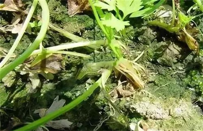 芹菜死苗原因