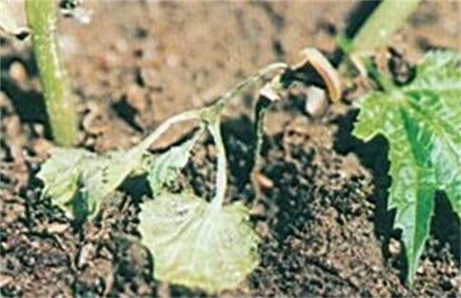 芹菜死苗原因