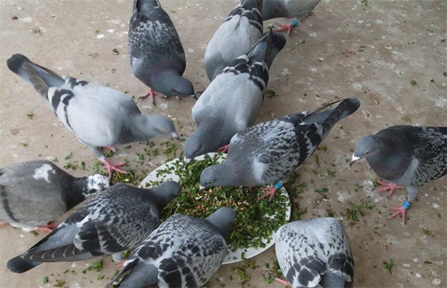 喂食