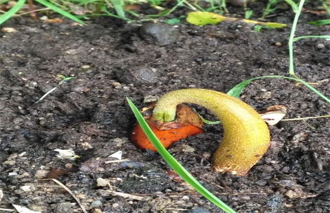 种植