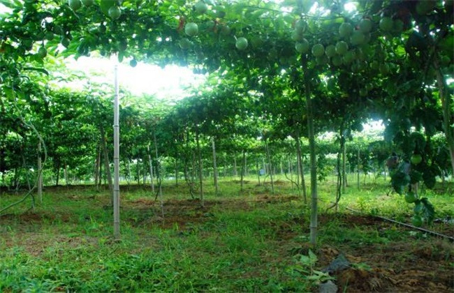百香果种植 百香果种植管理