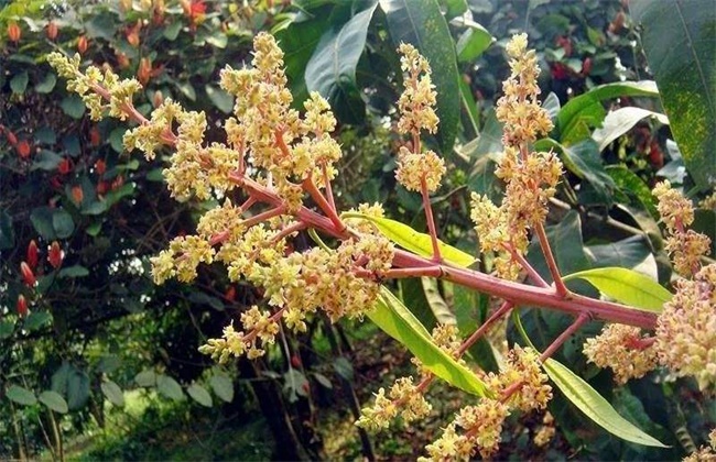 芒果只开花不挂果