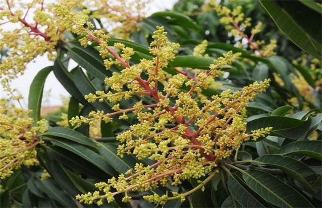 芒果只开花不挂果