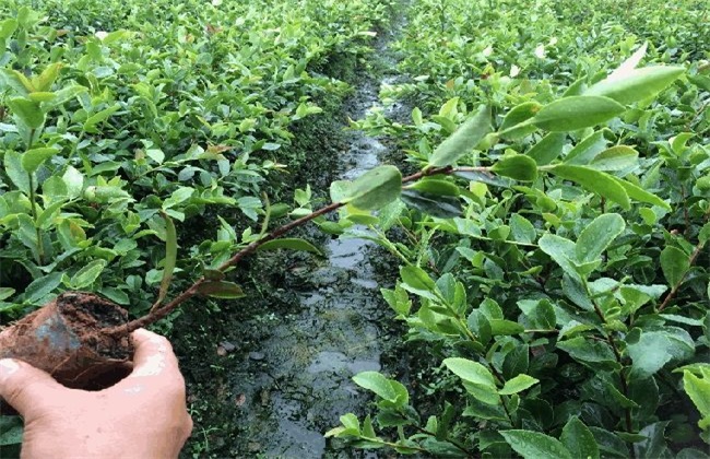 油茶树的价格是多少
