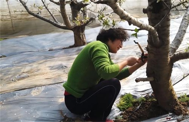 樱桃死树原因及防治措施