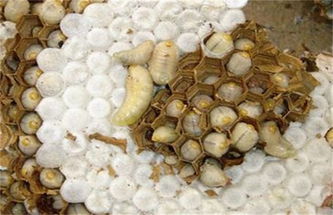 蜂巢
