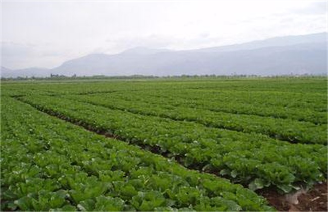秋季大白菜苗期管理要点