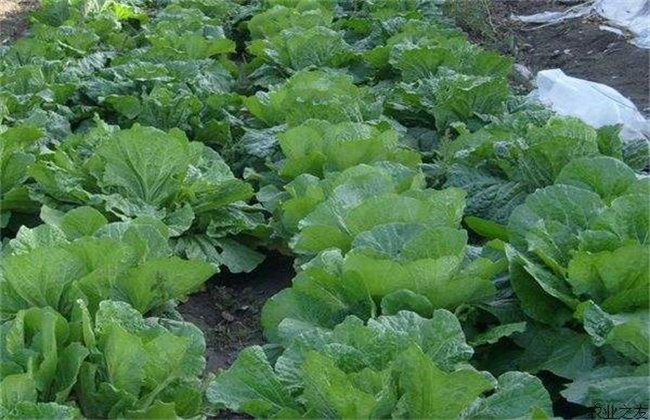 秋季大白菜苗期管理要点