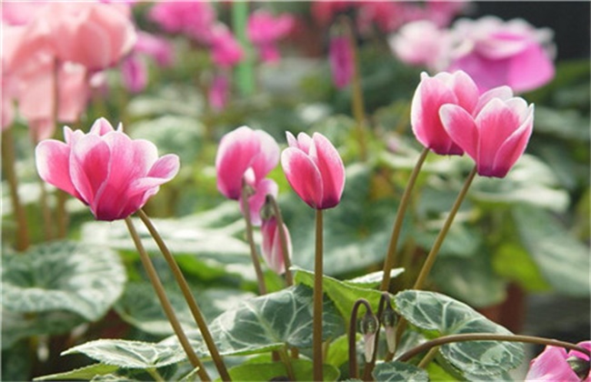 仙客来不开花怎么办