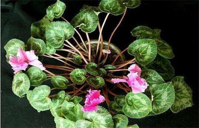 仙客来不开花怎么办