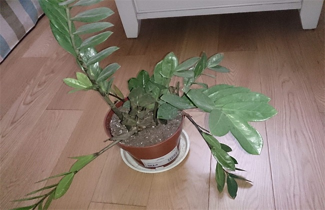 根烂