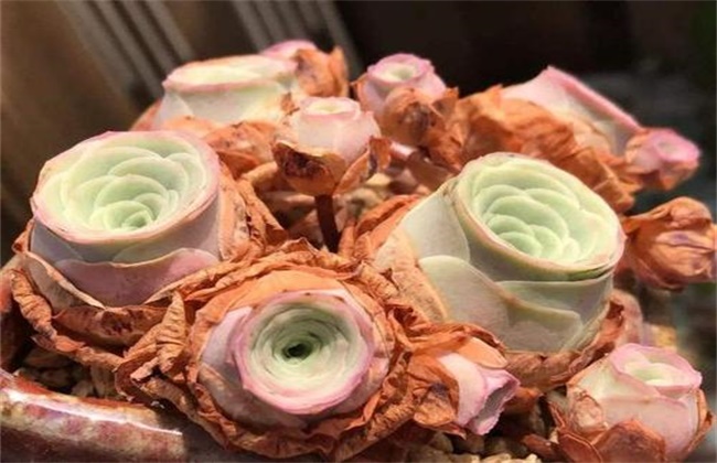 山地玫瑰叶子发黄怎么办