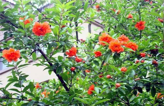 石榴 只开花不结果 什么原因