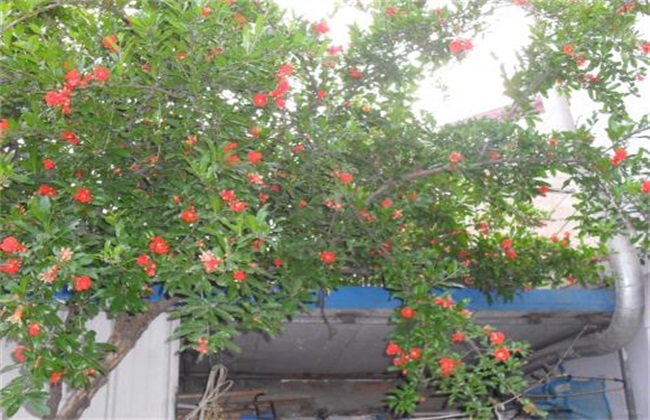 石榴 只开花不结果 什么原因