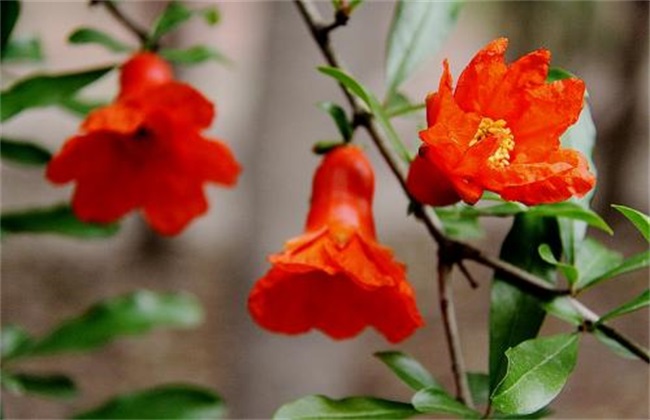 石榴 只开花不结果 什么原因