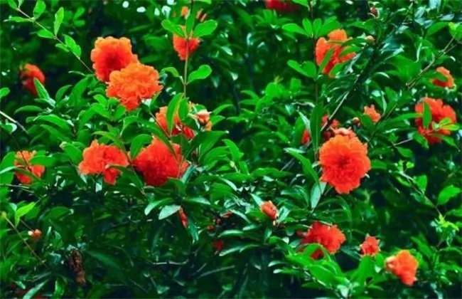 如何促进石榴开花 石榴开花