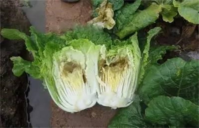 白菜烂心原因及预防措施
