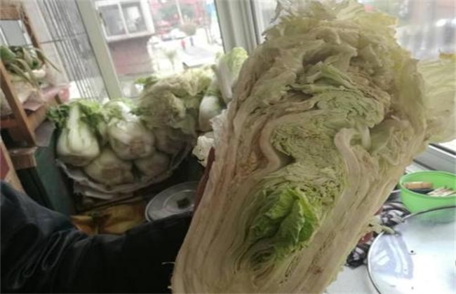 白菜烂心原因及预防措施