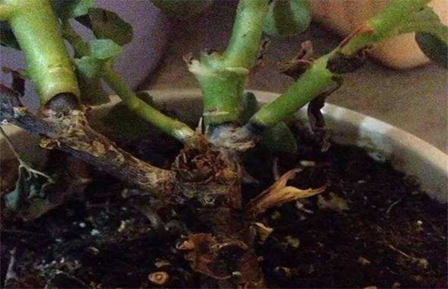 长寿花换盆方法及注意事项