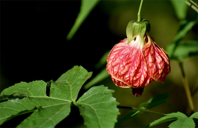 灯笼花叶子蔫 原因 补救措施