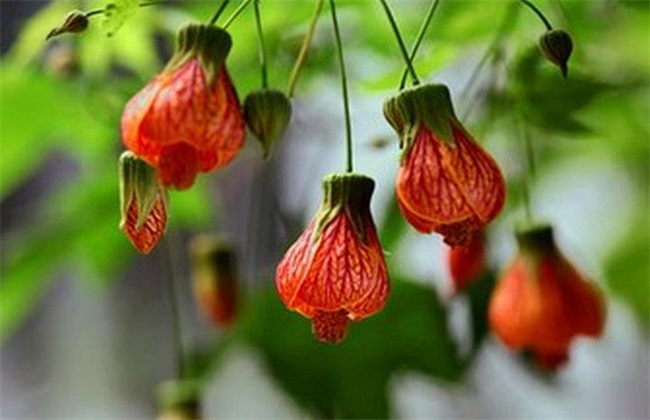 灯笼花叶子蔫 原因 补救措施