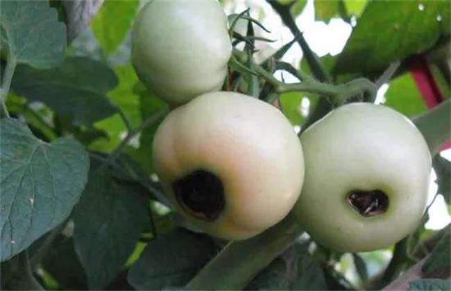 脐腐