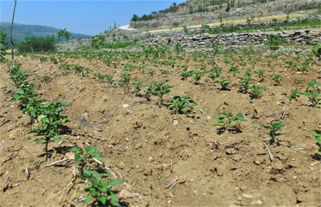 沙土