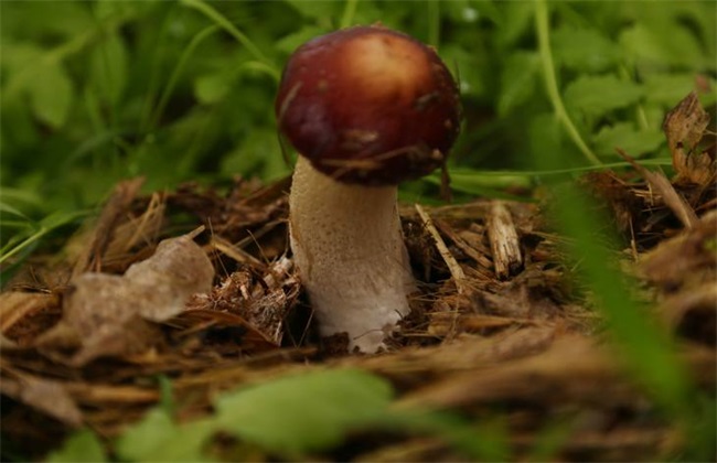赤松茸价格多少钱
