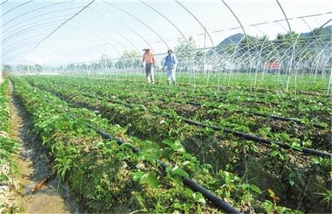 草莓冬季施肥方法