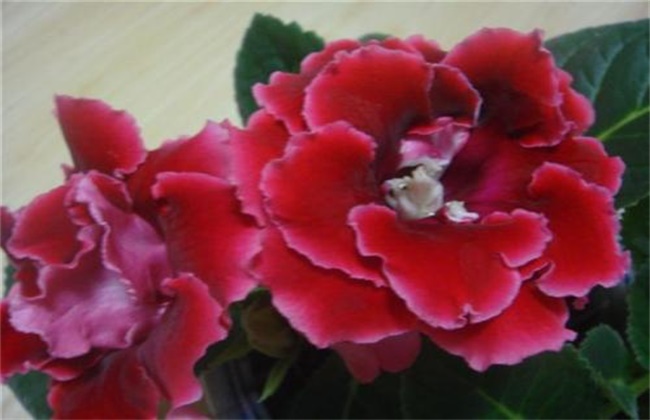 芙蓉花为什么会变色