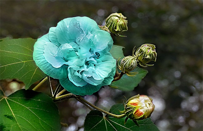 芙蓉花为什么会变色