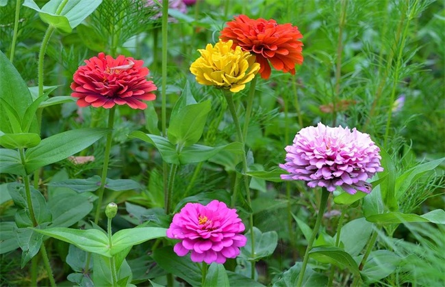 百日菊 养殖方法 百日菊养殖