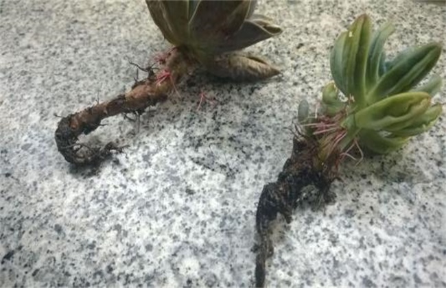 多肉植物烂根怎么办