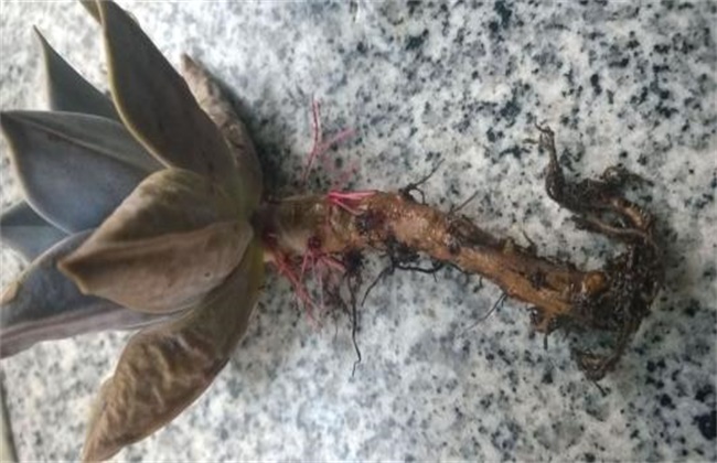 多肉植物烂根怎么办