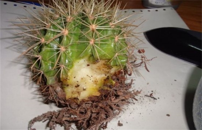 多肉植物烂根怎么办