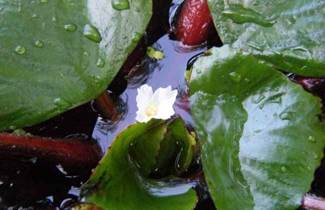 水培