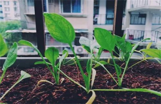 秋菠菜如何提高出苗率