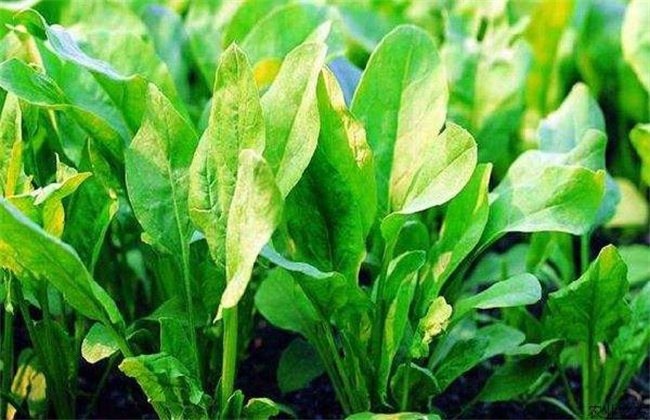 秋菠菜如何提高出苗率