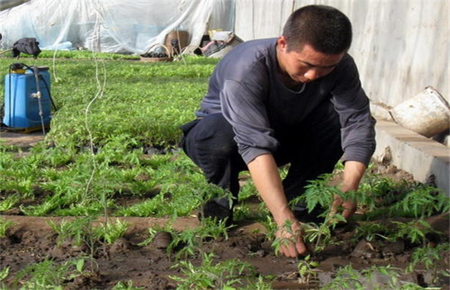 秋茬西红柿定植注意事项
